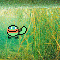 nobiscum swimming
