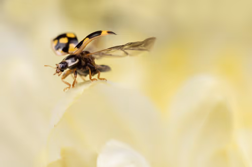 Item #11893448461842202167923125391346137616384292588036434545660885335244936314881 Media