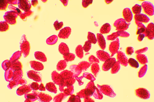 Item #29338470736162432658503928351875651882775793096611779186830202236519049068545 Media