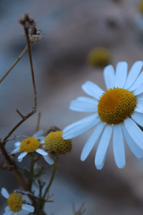 Item #42956466618878321387532578261577756492161920653755194423256676465923076390913 Media