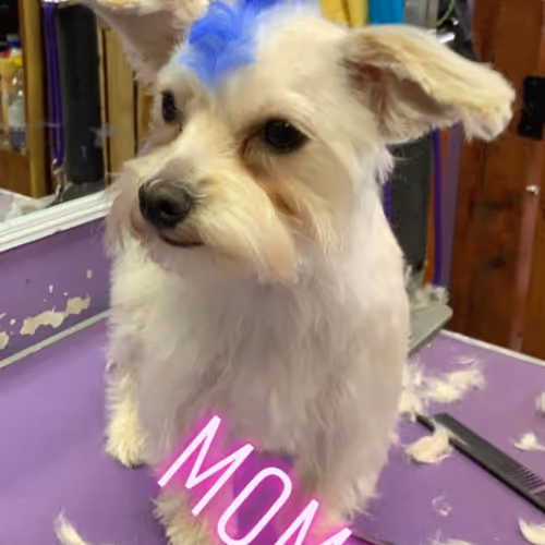 Untitled Collection #128982231