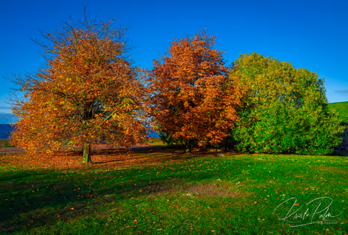 Item #75168297380136709370404646618157022904414540678160700736476761577699542040577 Media