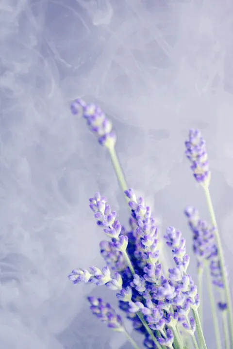 Item #31900271073354632832991890429912638653086322620126594410230774052407690133505 Media