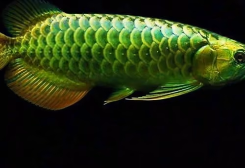 Arwana Verde 777