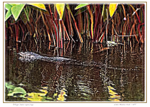 Item #113829610119937179277145653237989536661159515398728099625049874757921613545572 Media