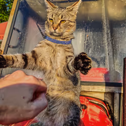 Cat Lord #17