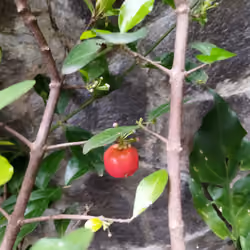 Lonely Cherry Barbados 