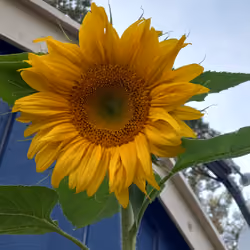 First bloom, Last bloom