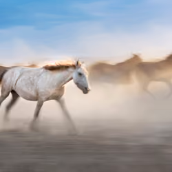 White horse