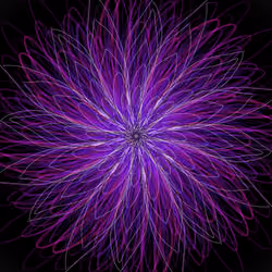 Enchanting Flower