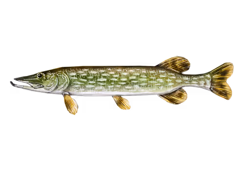 Item #3373511441100752949956833568565182299272923617678340829629130247912397209601 Media