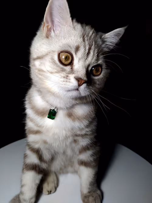 Item #86905873126955002479627001740615612203296733908916306944010109160480607043585 Media