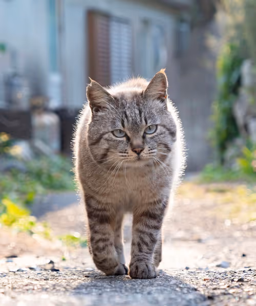 Item #506614017608188570824604822011872825915664813029036437365082886920875278337 Media