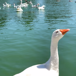 Swim