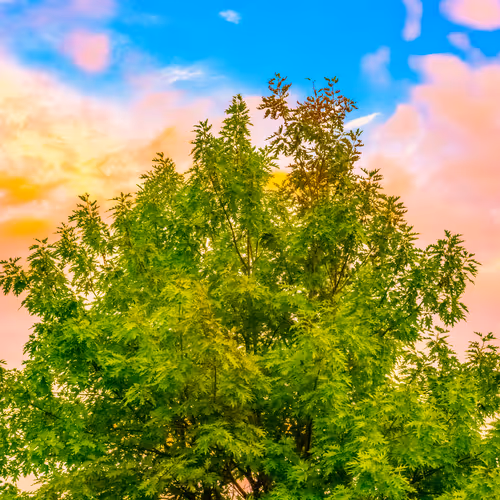 Item #35965218379738729691291467168286792303482134167127854404987491561396622065665 Media