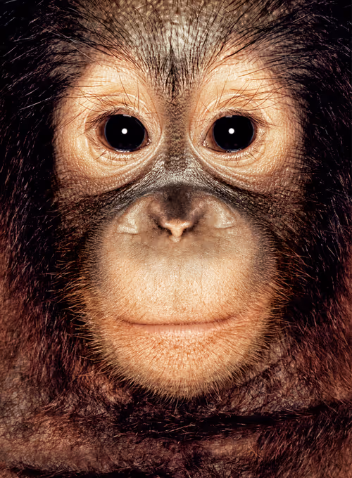 Item #109162157552346088047496633038404394118504199992061596446112929735972059348993 Media