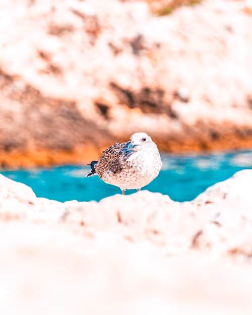 Item #38518121465561927767335068220041833566284498023600994966798612451803078328321 Media