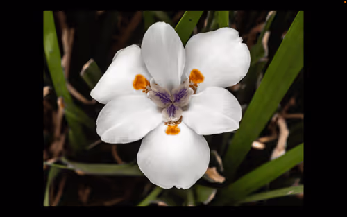 Item #112000724350228495474711911108130364376243231564197861893917093206561914890 Media