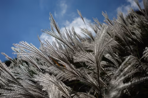 Item #105322358618701185533743754469895824107639028648078310589264470284971085398017 Media