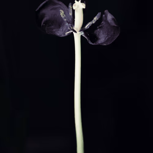 Tulip 1637 [Special Editions: La Tulipe Noire]