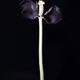Tulip 1637 [Special Editions: La Tulipe Noire]
