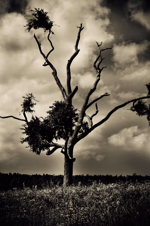 Item #115476091633177707548467332861513074222465969616000108697223131106806452977665 Media