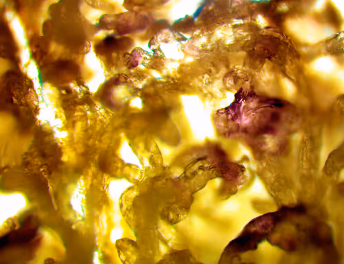 Item #71646257518770613568983710813551014237803002136866425209291833799794680135681 Media