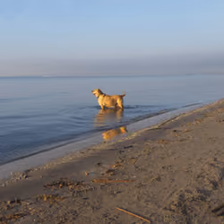 Labrador retriever mirando al horizonte