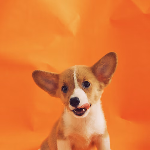 Corgi001