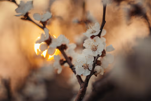 Item #54782985974607347148720532699414835129345073352407786523574901514329921683459 Media