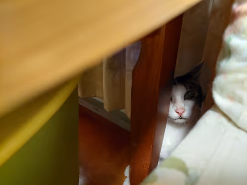 Item #99936926881834722245494880846447902772970396691943269501904837332997232394241 Media