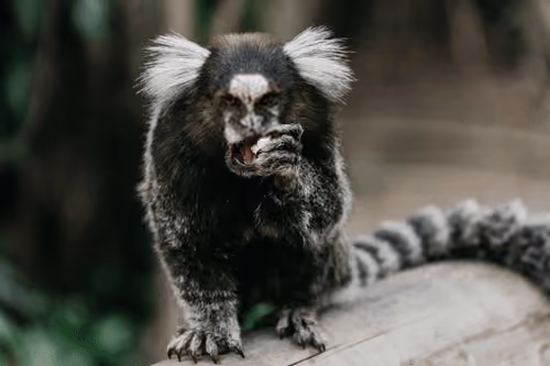 RingTailedLemur