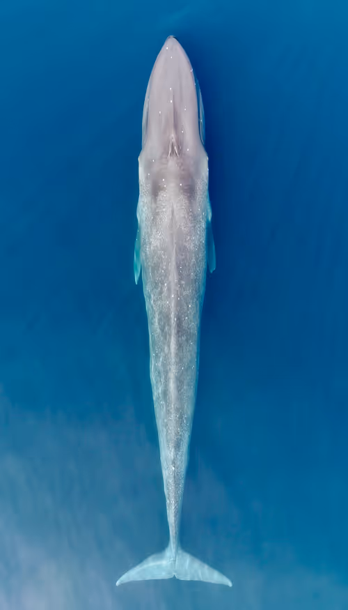 Item #61113597711829508019705348607354266595254896620371709928421355887933356244993 Media