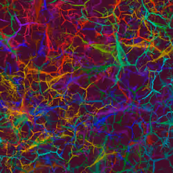 Psychedelic Neuron #0205