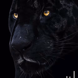 Black panther
