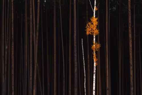 Item #4957194782878425524435841339739602909464041924786151306277751036073903915009 Media