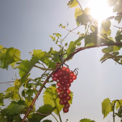 Bunch of Grapes