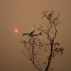Common: Red Sun, Dead Tree, Plane
