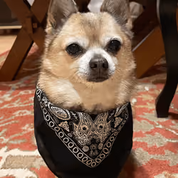 Bandit Charlie #5