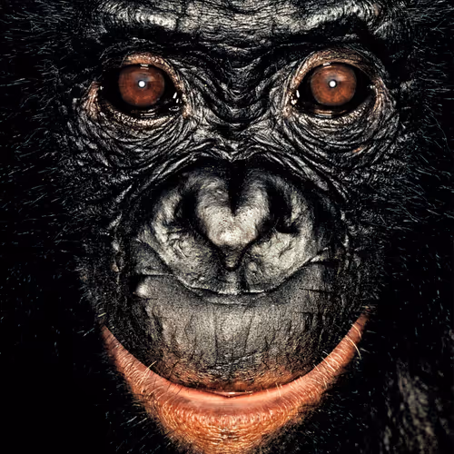 109162157552346088047496633038404394118504199992061596446112929762360338415617