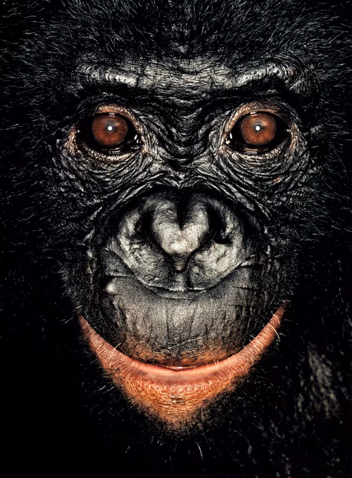 Item #109162157552346088047496633038404394118504199992061596446112929762360338415617 Media