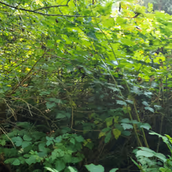 Nature Panorama #50