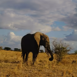 Wandering Elephant