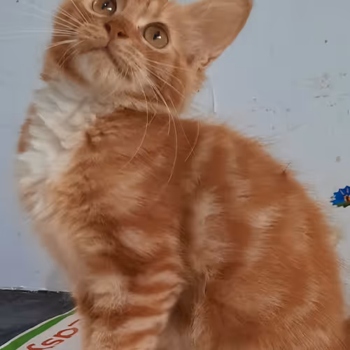 Kitty_shop Collection - old