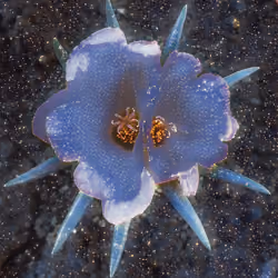 Two Hearts Flower - Constellation Version