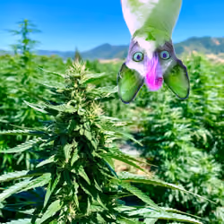 Oliver Skunk