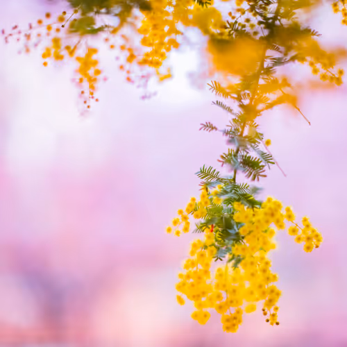 Item #108911492996146874115956011896780761878527851196280444702557873499575223844865 Media