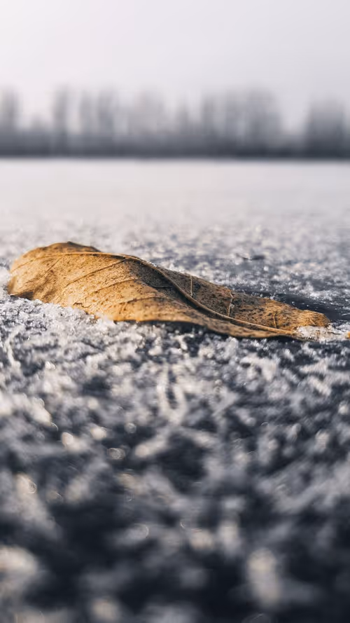 Item #1629295234179196681756283243422135281874619701572604641098859717255697006593 Media