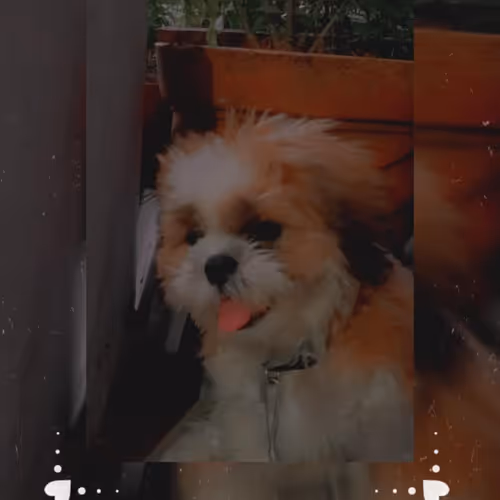 Item #62121686251446972173272091862159377047896999424671428629564572732969606709249 Media