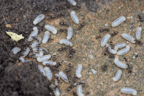 51124555051901614330264480006545612592022390906904121289505624523925817917441